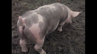 видео Порода свиней Петрен