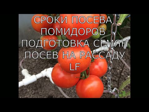 Видео: Сроки посева томатов. Подготовка семян томатов. Посев на рассаду.