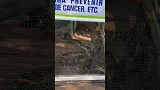 Anacondas en Pucallpa 🐍