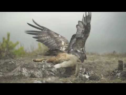 Video: Historiens Største Fugl Veide Over 700 Kg Og Var Over 3 Meter Høy - Alternativ Visning