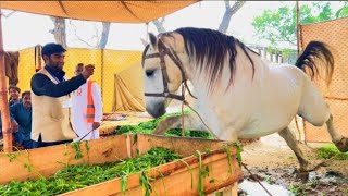 2022 World Champion Sultan Horse In Punjab Pakistan