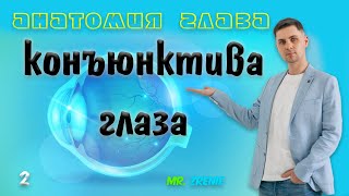 Конъюнктива глаза человека