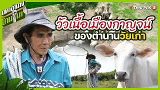 วัวเนื้อเมืองกาญจน์ของตำนานวัยเก๋า | มหาอำนาจบ้านนา