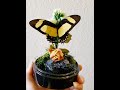 Butterfly Displays (sustainably sourced) with dried botanicals,  insect taxidermy natural curio