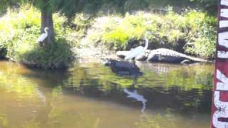 Gatorland - Takin' A Ride by angelpaws6 61 views 13 years ago 38 seconds