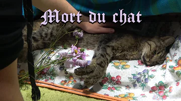 Comment savoir si mon chat va mourir ?