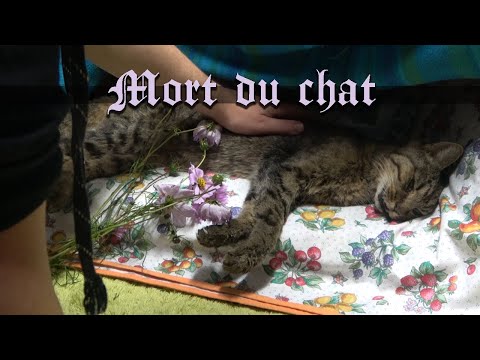 Comportement D Un Chat Mourant Comment Le Savoir