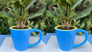 Make an easy creative way to shape a coffee glass cup pots from cement and old cloth by SamGar Ideas 2,650 views 2 months ago 11 minutes, 49 seconds