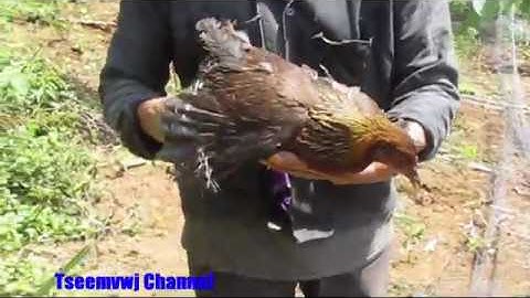 Yos hav zoov cuab poj qaib qus coj me nyuam mag zoo heev 2018