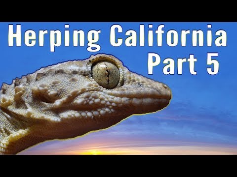 moorish gecko tarentola mauritanica Herping California Part 5, The Moorish Gecko