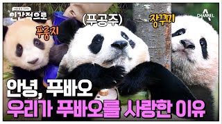 [#인간적으로] 한국을 강타한 푸바오 열풍♥ 사람들은 왜 푸바오에 열광했는가?🐼 | 인간적으로 2회