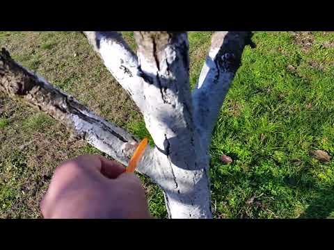 Видео: Защо се варосат дървета