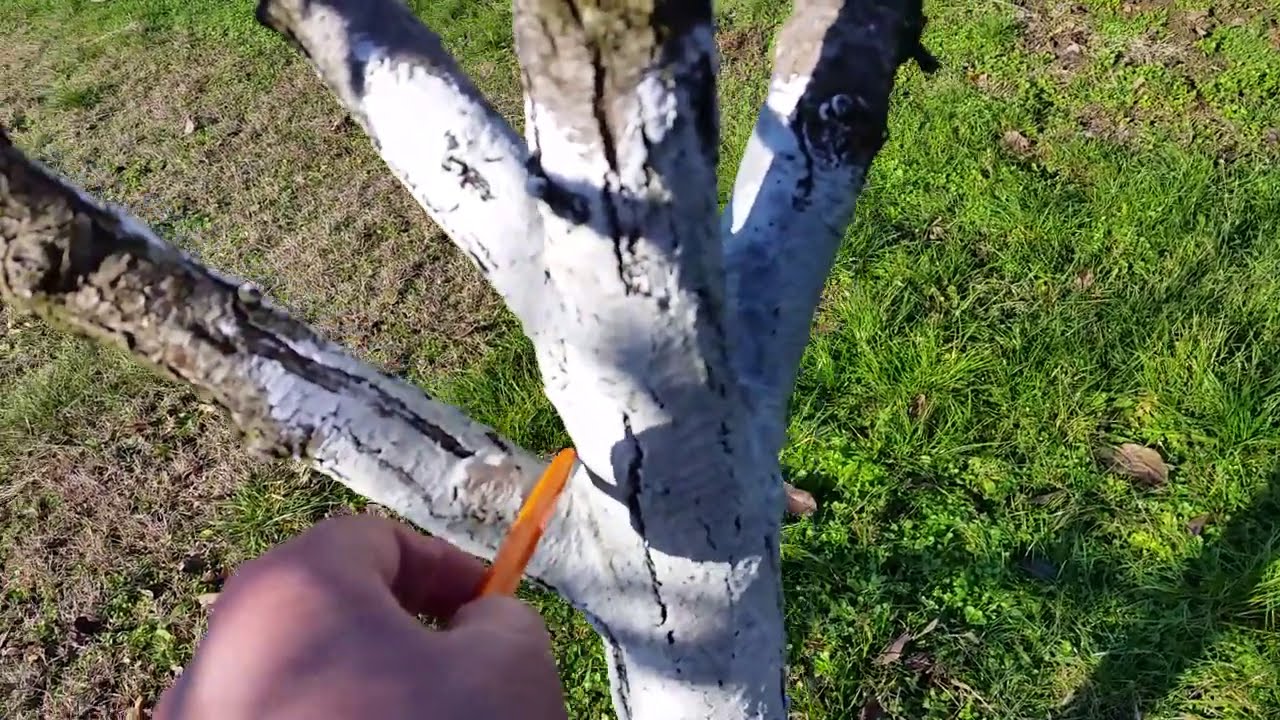 Варосване на Дръвчета. Защо и как се прави.