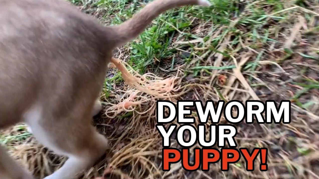 How To Deworm Your Dog Naturally