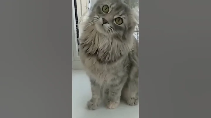 Video 2664221: american curl cat, breed american, cat facts