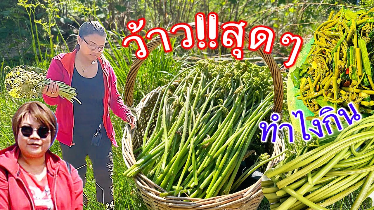 ว้าว‼️สุดๆ,(ทำไงกิน),ผักกูด(วาราบิ),เฟิร์น 3 ง้าม Örnbräken,Bracken,(Pteridium aquilinum)13 มิย 2023