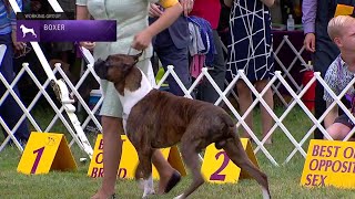 Boxers | Breed Judging 2021