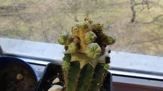 Monster lophophora grafting on a huge echinopsis progress.