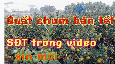 bán quất tết quất chum cây đầy đặn quả sai mã sáng quất chum 2022