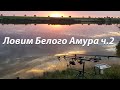 Рыбалка в Одесской области, ловим Амура с. Каменское 2022