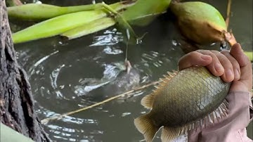 Tập 440 - Câu Cá Rô Đồng, Chạy Một Vòng Mấy Điểm Câu VIP Câu Toàn Cá Mập Mập