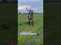 El que no sube no cae 🐴