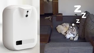 Spying on my Dogs While I'm at Work | CENGCEN Pet Camera Review