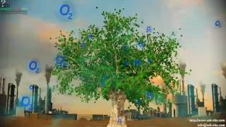 How trees produce Oxygen...!