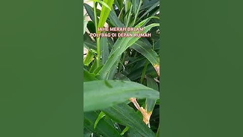 Luar Biasa, Harga Jahe Merah 2024 dipasar...#hargajahe2024 #jahe #merah #farming #agriculture