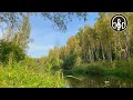 Sound of a Forest River and Birds Singing. 10 Hours for Deep Sleep and Relaxation.