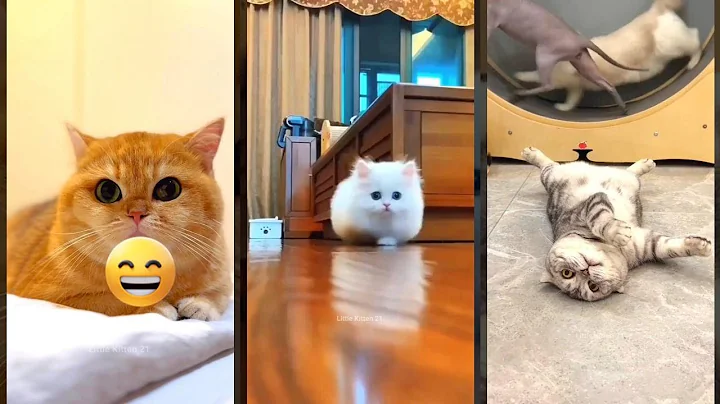 Watch the video about Funny Cats 2024 😅 kitten meowing crying 🥰 #CuteFunnyCats Episode 5173