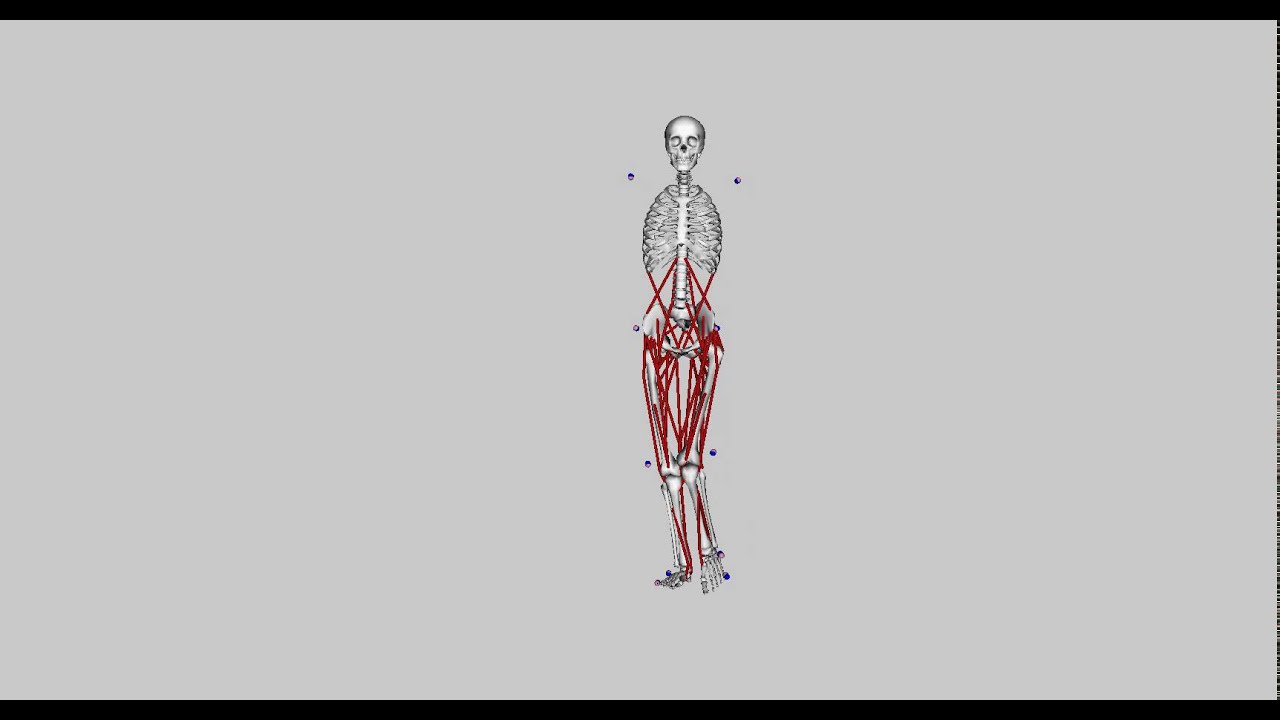 opensim biomechanics walking01 - YouTube