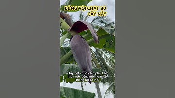 Đừng vội chặt cây chuối hột – thuốc quý quanh nhà ai cũng có!