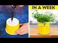 Gardening Hacks: Effective Tips and Tricks for Lush Garden 🧑‍🌾