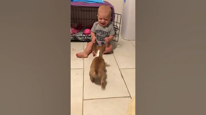 Baby meets French bulldog puppy - DayDayNews