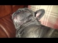 Very loud snoring by harry the French bulldog