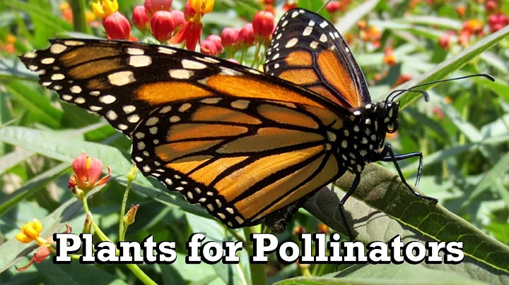 Best Plants for Pollinators 🌸 | Attract Bees, Butterflies & Hummingbirds with Rusty Allen