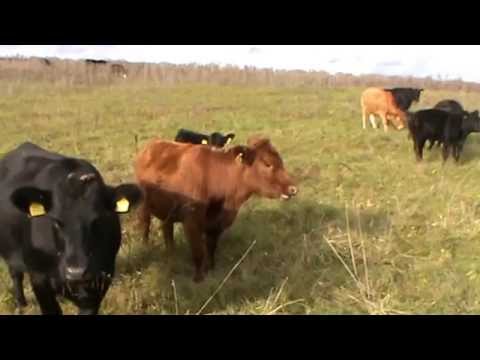 Video: Kaip rūpintis avimis kaip naminiais gyvūnais