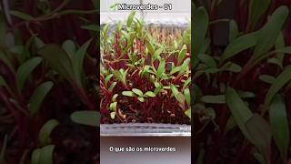 Microverdes Dicas de cultivo Parte 01 #shorts