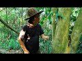 Processing reserve dried fruit: Survival Alone In The Rainforest | EP.96