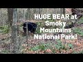 HUGE BEAR at Great Smoky Mountains National Park | Grotto Falls Trail | Bears in National Parks