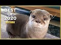 これがカワウソコタロー最強ベストシーン! Otter Kotaro Best Moments of 2020