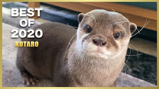 Otter Kotaro Best Moments of 2020