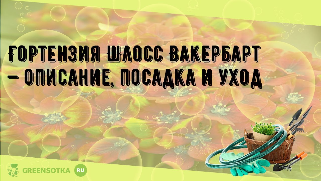 Особенности и характеристики гортензии Шлосс Вакербарт