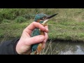 An Introduction to Bird Ringing