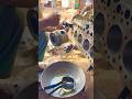 Marvellous piston installation #shortsfeed #tecnician #automobile #youtubeshorts