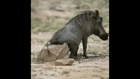Бородавочник и камень😂😂😂