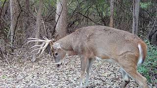 November Deer '23 by MikeBlairOutdoors 2,459 views 6 months ago 3 minutes, 19 seconds