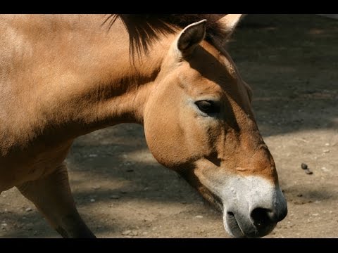Video: Paso Fino konj