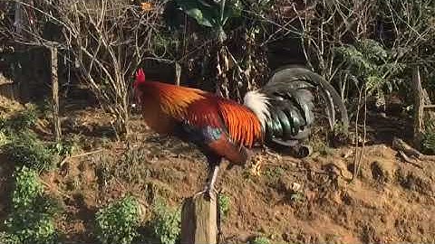 qaib qus tom 3 ไก่ป่าน้ำ3